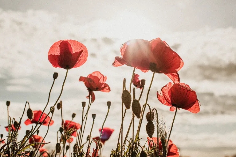 Landscape Photography